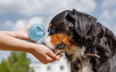 Cainii risca arsuri si coma la temperaturi de 40 de grade. Reguli anuntate de medicii veterinari