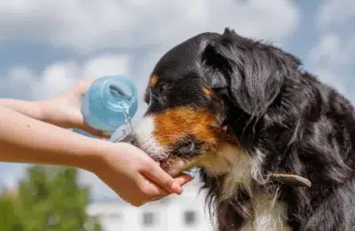Cainii risca arsuri si coma la temperaturi de 40 de grade. Reguli anuntate de medicii veterinari