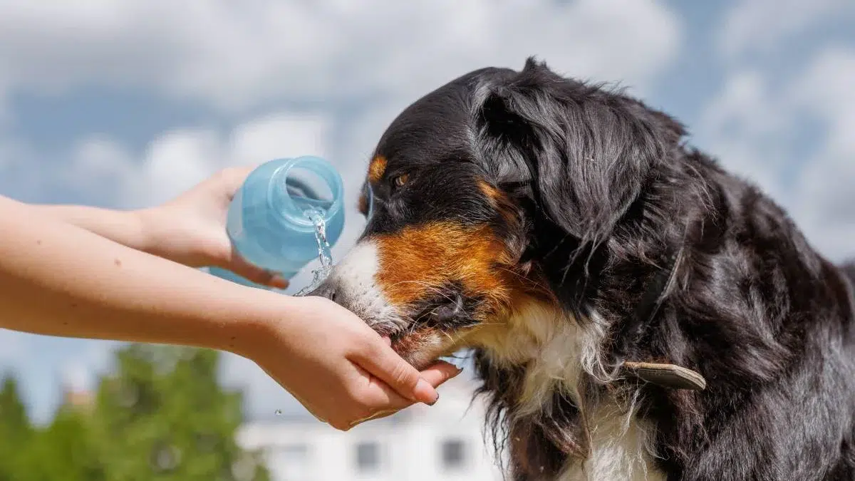 Cainii risca arsuri si coma la temperaturi de 40 de grade. Reguli anuntate de medicii veterinari