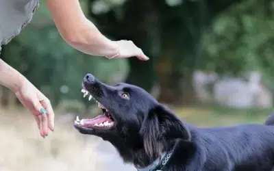 Copil de doi ani muscat de un caine in Bucuresti. Baiatul a ajuns de urgenta la spital