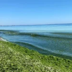 Plajele din Mamaia se umplu de alge la inceput de sezon. Care este explicatia specialistilor