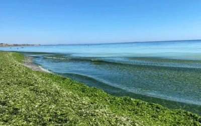 Plajele din Mamaia se umplu de alge la inceput de sezon. Care este explicatia specialistilor