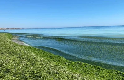 Plajele din Mamaia se umplu de alge la inceput de sezon. Care este explicatia specialistilor