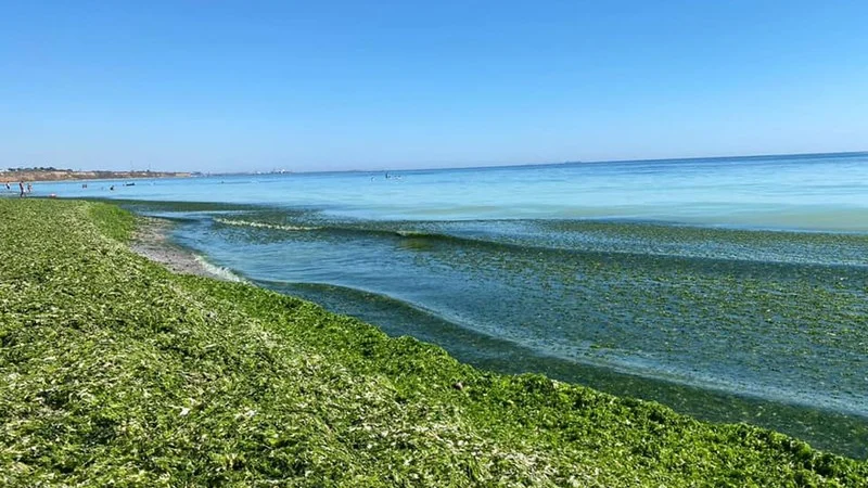 Plajele din Mamaia se umplu de alge la inceput de sezon. Care este explicatia specialistilor