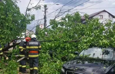 1.000 de copaci au cazut in Bucuresti dupa furtuna. Peisagistii arata greseala primariilor