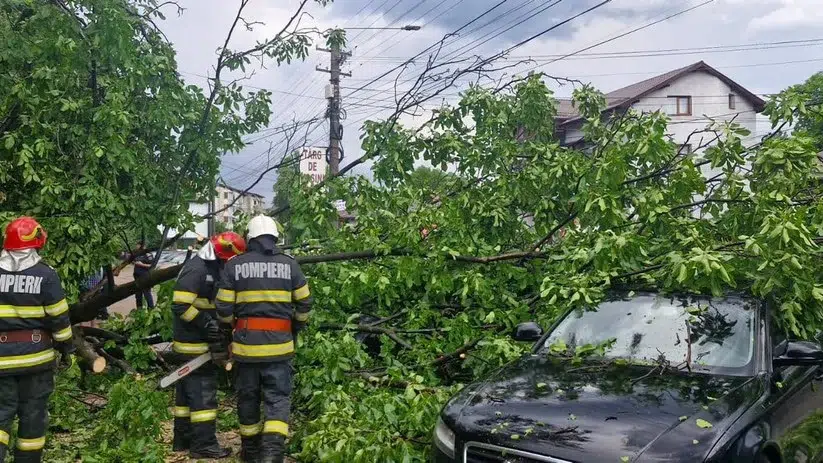 1.000 de copaci au cazut in Bucuresti dupa furtuna. Peisagistii arata greseala primariilor