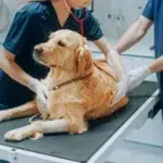 Câinii care mănâncă iarbă au lipsă de vitamine. Recomandările medicilor veterinari pentru stăpâni