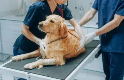 Câinii care mănâncă iarbă au lipsă de vitamine. Recomandările medicilor veterinari pentru stăpâni