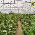 DIICOT descopera peste 2600 de plante de canabis in Neamt. Doi suspecti ajung in fata instantei