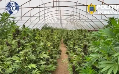 DIICOT descopera peste 2600 de plante de canabis in Neamt. Doi suspecti ajung in fata instantei