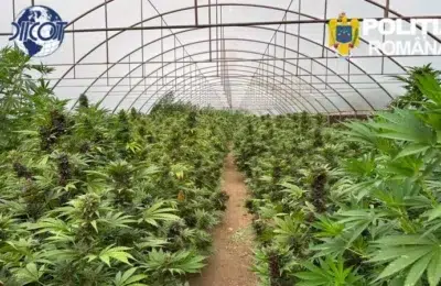 DIICOT descopera peste 2600 de plante de canabis in Neamt. Doi suspecti ajung in fata instantei