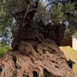 Cel mai vechi maslin din lume are 3000 de ani si se afla in Creta. Arborele inca produce fructe