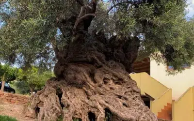 Cel mai vechi maslin din lume are 3000 de ani si se afla in Creta. Arborele inca produce fructe