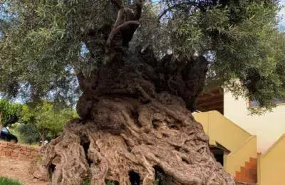 Cel mai vechi maslin din lume are 3000 de ani si se afla in Creta. Arborele inca produce fructe