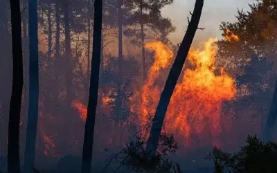 Spania declara stare de urgenta din cauza incendiilor. Peste 20.000 de francezi sunt evacuati
