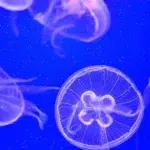 Meduzele periculoase ajung pe plajele din Grecia si Turcia. Cum se trateaza corect o intepatura