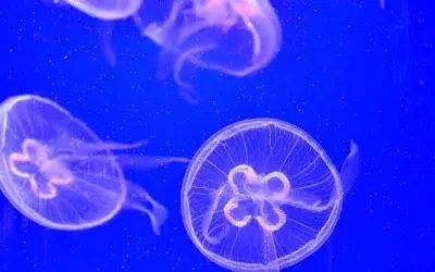 Meduzele periculoase ajung pe plajele din Grecia si Turcia. Cum se trateaza corect o intepatura