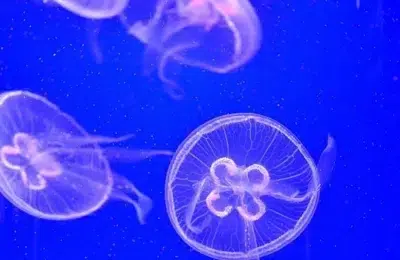 Meduzele periculoase ajung pe plajele din Grecia si Turcia. Cum se trateaza corect o intepatura
