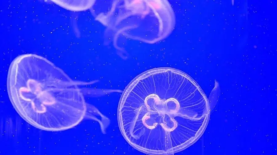 Meduzele periculoase ajung pe plajele din Grecia si Turcia. Cum se trateaza corect o intepatura