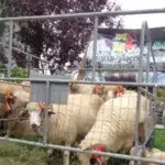 5.000 de oieri protesteaza in Bucuresti. Exporturile de animale vii raman blocate total