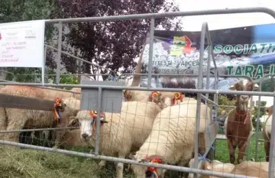 5.000 de oieri protesteaza in Bucuresti. Exporturile de animale vii raman blocate total