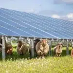 Investitie germana in Bihor. PNE construieste un parc agrivoltaic de aproape 100 MW