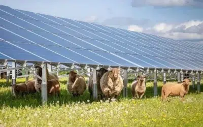 Investitie germana in Bihor. PNE construieste un parc agrivoltaic de aproape 100 MW