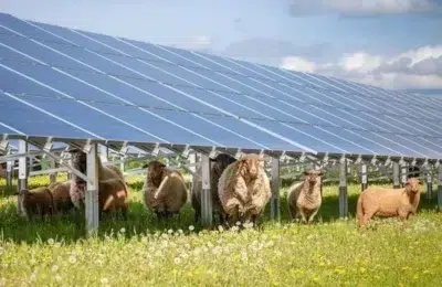 Investitie germana in Bihor. PNE construieste un parc agrivoltaic de aproape 100 MW