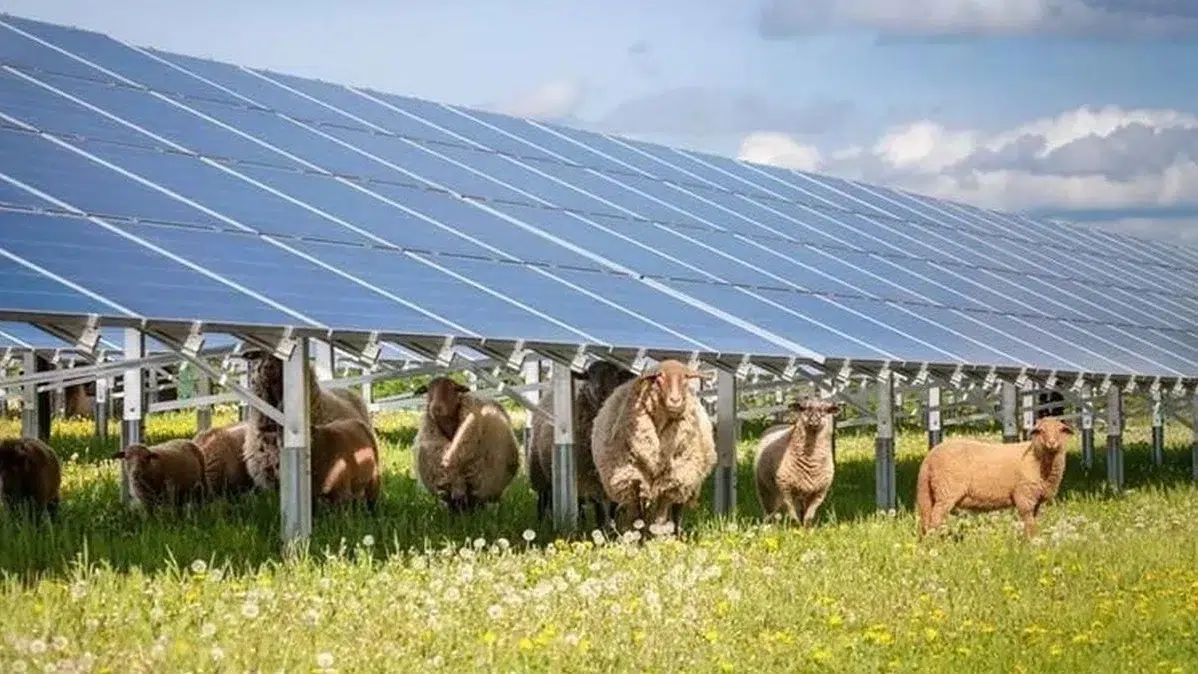 parc agrivoltaic Bihor