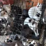 Peste 120 de pisici gasite in doua apartamente din Sectorul 2. Politia a deschis o ancheta