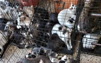 Peste 120 de pisici gasite in doua apartamente din Sectorul 2. Politia a deschis o ancheta