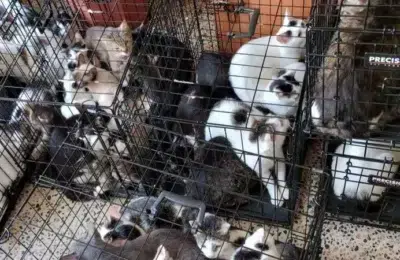 Peste 120 de pisici gasite in doua apartamente din Sectorul 2. Politia a deschis o ancheta
