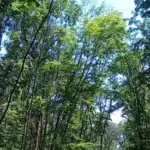 Urs de 500 de kilograme observat in padurile Gruiu si Snagov. Autoritatile emit Ro-Alert