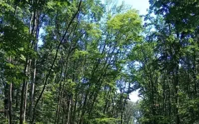 Urs de 500 de kilograme observat in padurile Gruiu si Snagov. Autoritatile emit Ro-Alert