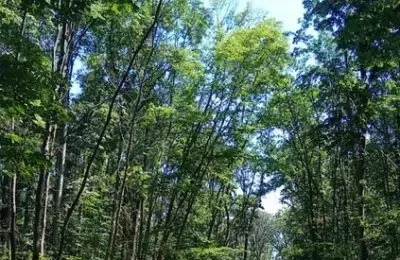 Urs de 500 de kilograme observat in padurile Gruiu si Snagov. Autoritatile emit Ro-Alert