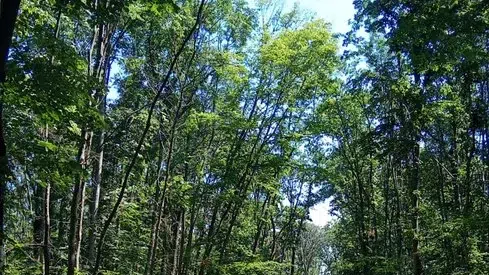 urs padurile Gruiu Snagov
