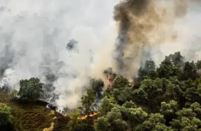 Focul distruge 100 de hectare de padure in Olanda. Sute de pompieri intervin in provincia Limburg