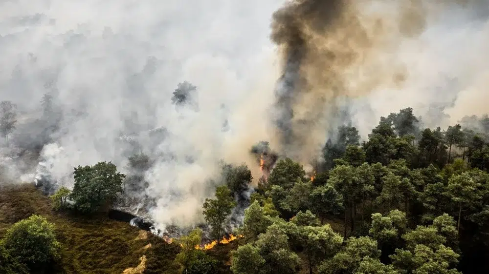 Focul distruge 100 de hectare de padure in Olanda. Sute de pompieri intervin in provincia Limburg