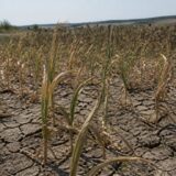 secetă culturi agricole Iași, Seceta a adus primele notificări de pagube în Iași, pe aproape 1.000 de hectare. Bilanțul