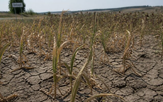 secetă culturi agricole Iași, Seceta a adus primele notificări de pagube în Iași, pe aproape 1.000 de hectare. Bilanțul