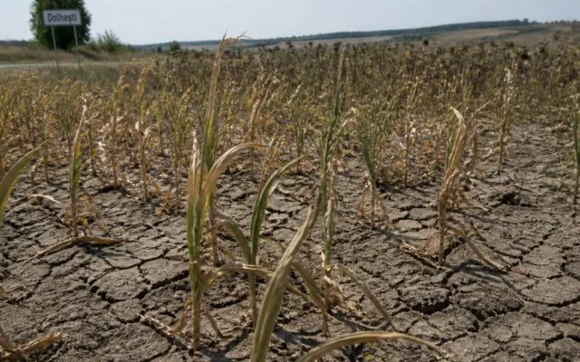 secetă culturi agricole Iași, Seceta a adus primele notificări de pagube în Iași, pe aproape 1.000 de hectare. Bilanțul