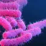 Vaccinul WRSs2 previne 89% din infectiile cu Shigella. Tratamentul salveaza copiii sub 5 ani