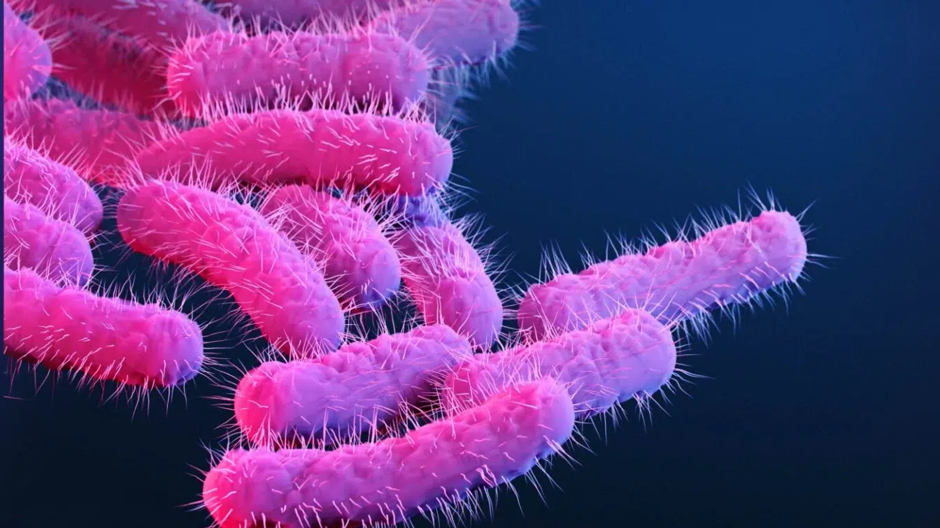 vaccin Shigella