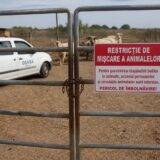 variolă ovină și caprină Brăila, Al doilea focar de variolă ovină și caprină a izbucnit în Brăila, la Gemenele