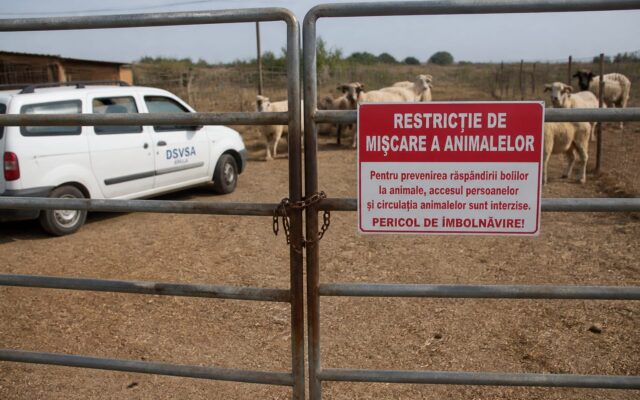 variolă ovină și caprină Brăila, Al doilea focar de variolă ovină și caprină a izbucnit în Brăila, la Gemenele