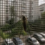 West Nile s-a extins în 99 de regiuni din 12 țări europene. Ce înseamnă pentru România, cu 34 de cazuri și două decese
