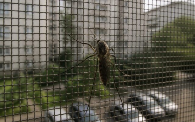 West Nile s-a extins în 99 de regiuni din 12 țări europene. Ce înseamnă pentru România, cu 34 de cazuri și două decese