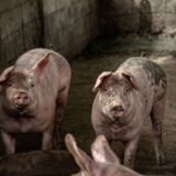 Ajutor de stat pentru crescătorii de porci