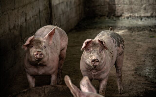 Ajutor de stat pentru crescătorii de porci