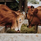 Ajutor pentru bovine și suine